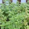 Lemon Balm